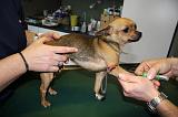 CHIHUAHUA - GARROT PRISE DE SANG  014